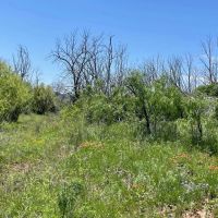 New Listing 100 Acres Taylor County images 4
