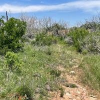 New Listing 100 Acres Taylor County images 5