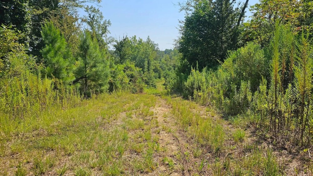 225 Acres in Holmes County MS featured image