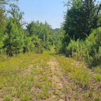 225 Acres in Holmes County MS images 1