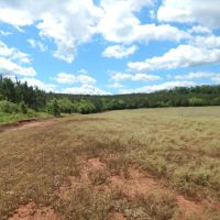 40 Acres Part Cleared Part Wooded images 3