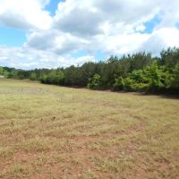 40 Acres Part Cleared Part Wooded images 5