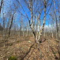 16 acre Building Lot Power Available Orleans NY images 2
