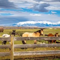 The Fort Ranch on the Yellowstone images 5