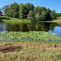 West Tennessee Cattle Row Crop Farm images 5