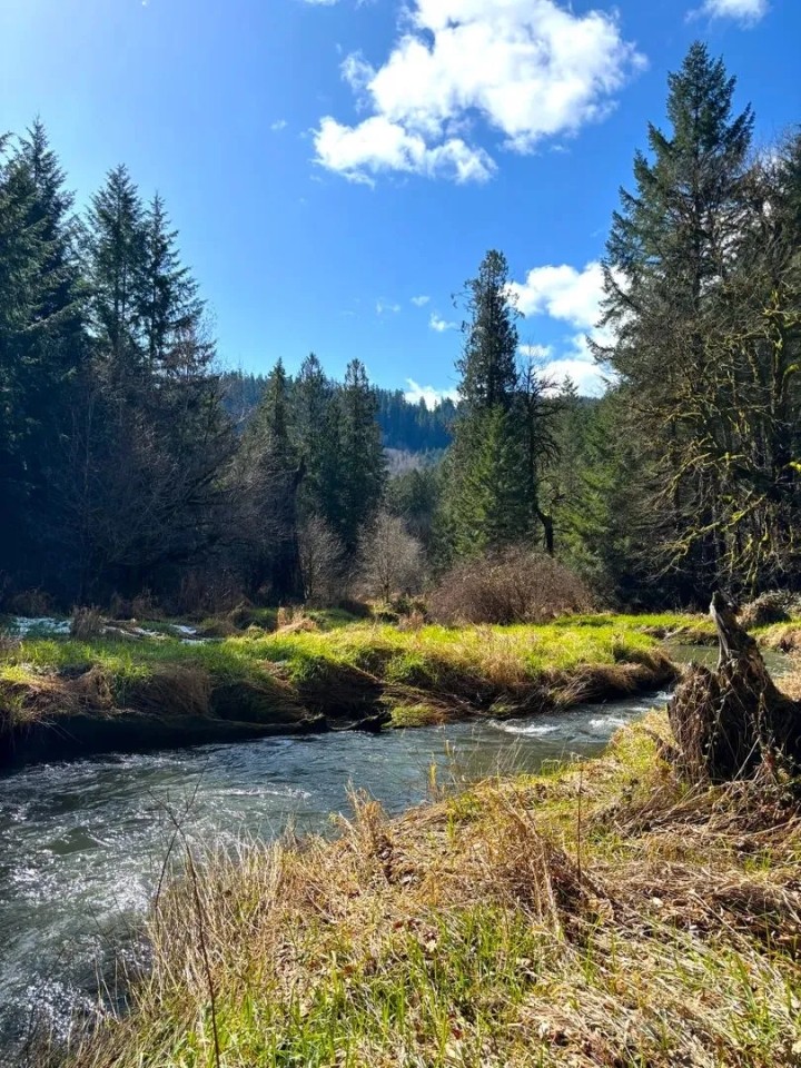 South Fork featured image