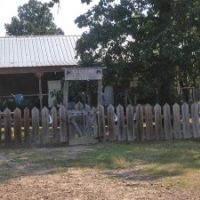 Year Round Wild Boar, Feral Goats, and Ram Hunting  in S.W. OK.