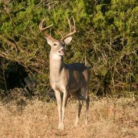South Arrow Ranch images 5