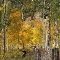 Grand Mesa Mountain Land images 3