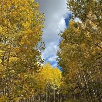 Grand Mesa Mountain Land images 4