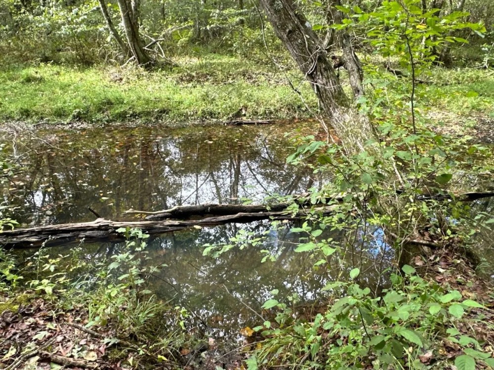 76 - AC Teeming with Wildlife featured image