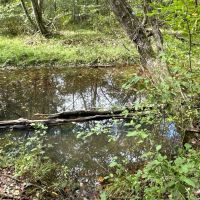 76 - AC Teeming with Wildlife