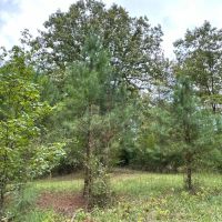 76 - AC Teeming with Wildlife images 2