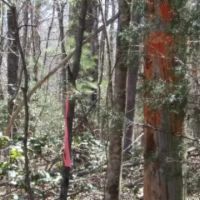 26.16 AC PRIVATE SECLUDED MTN VIEWS CREEK SEVERAL BUILDING SITES images 2