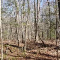 26.16 AC PRIVATE SECLUDED MTN VIEWS CREEK SEVERAL BUILDING SITES images 5