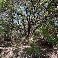 Available 157.5 - Acres Comanche County images 5
