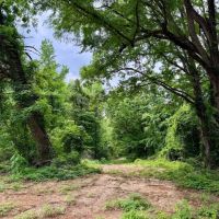 25.91 Acres in Hardeman County TN images 4