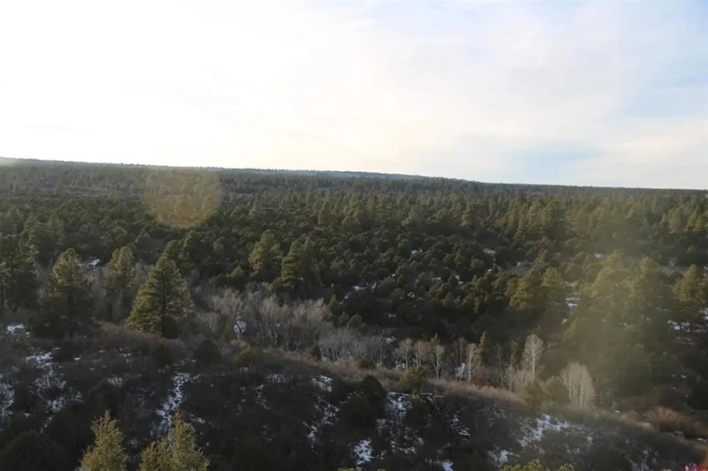 Whispering Pines featured image