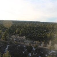 Whispering Pines