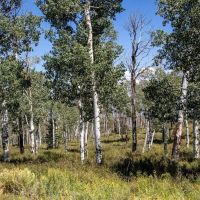 Whispering Pines images 2