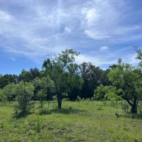New Listing 42.69 AC Coleman County images 5