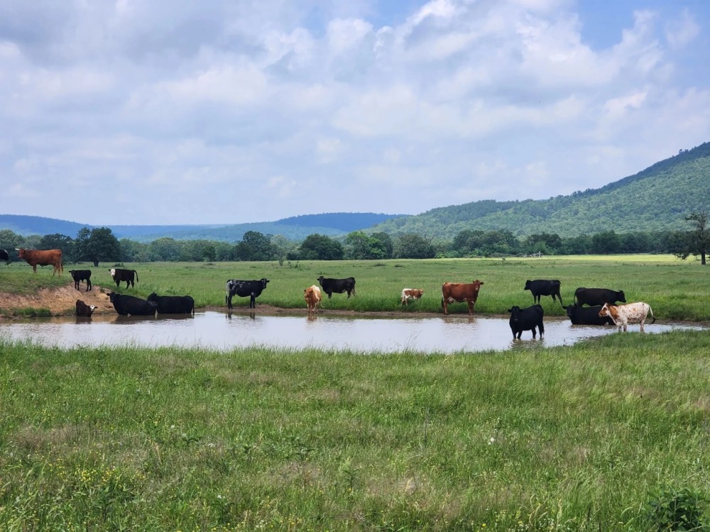 Buffalo Valley Ranch featured image