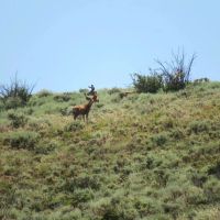 Elk Flats on Tomichi Creek images 3