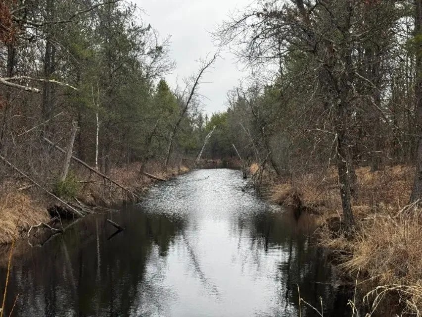 103 acre timber tract in Juneau County s Town of Necedah featured image
