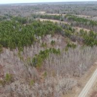 103 acre timber tract in Juneau County s Town of Necedah images 4