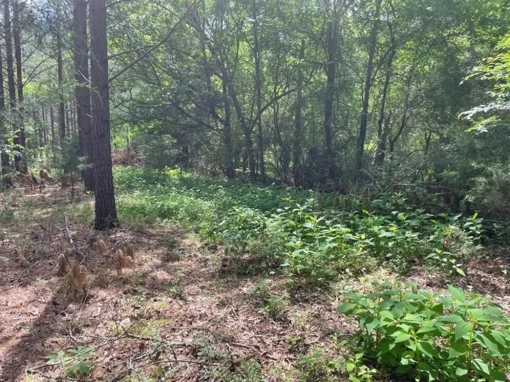 -9.4 Acres on Lincoln Road Lot 2 in Gray Court SC featured image