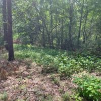 -9.4 Acres on Lincoln Road Lot 2 in Gray Court SC