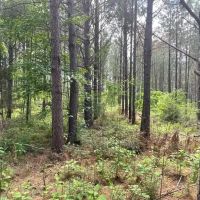-9.4 Acres on Lincoln Road Lot 2 in Gray Court SC images 5