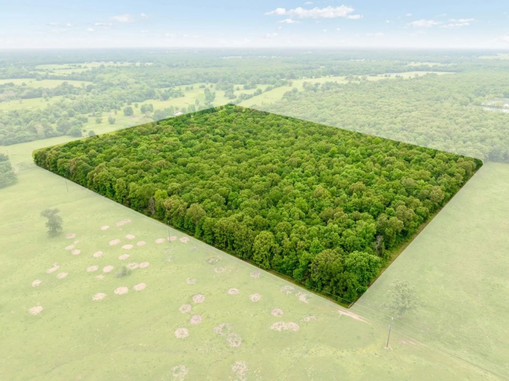 24 Acre Hunting and Recreational Land For Sale Blossom TX featured image