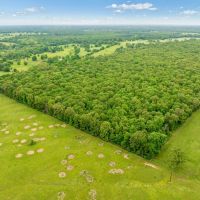 24 Acre Hunting and Recreational Land For Sale Blossom TX images 2