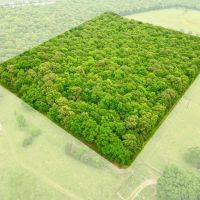 24 Acre Hunting and Recreational Land For Sale Blossom TX images 3