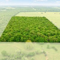 24 Acre Hunting and Recreational Land For Sale Blossom TX images 5