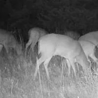 Nemaha 90 - Acres images 5