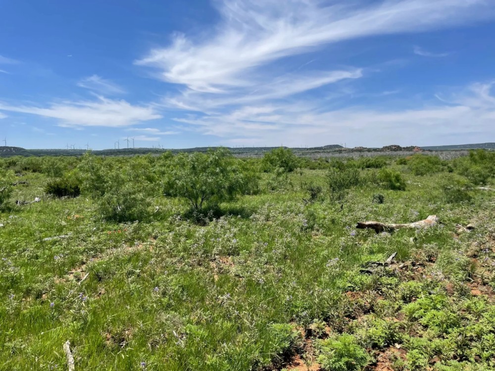 New Listing 75 Acres Taylor County featured image