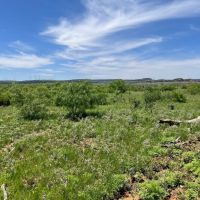 New Listing 75 Acres Taylor County