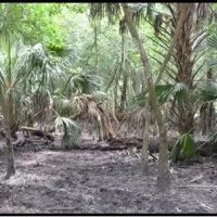 Hunting Preserve 370 - acres on Charlie Creek images 3