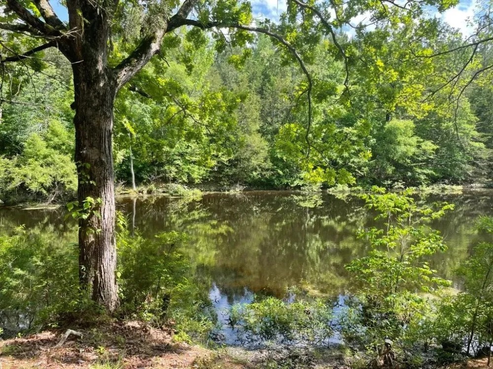 - 14.27 Acres on 3864 Lincoln Road Lot 3 in Gray Court SC featured image