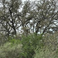 85 Acres McCulloch County images 2