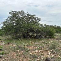 85 Acres McCulloch County images 3