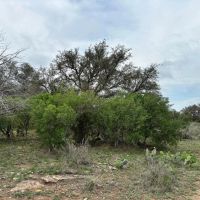 85 Acres McCulloch County images 4