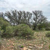 85 Acres McCulloch County images 5