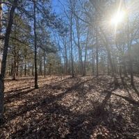 All Wooded Tract With Level County Road Frontage images 4