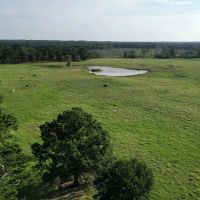 1075 Acres East Texas Cattle Ranch Bowie County TX images 2