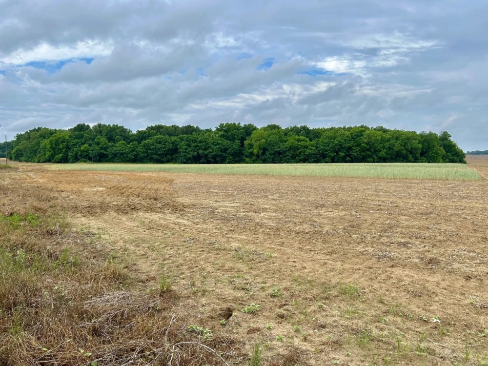 39 Acres in Dooly County GA featured image