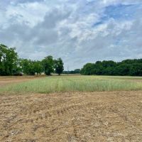 39 Acres in Dooly County GA images 3