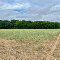 39 Acres in Dooly County GA images 4